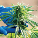 La légalisation du cannabis, une vraie opportunité pour le développement des investissements